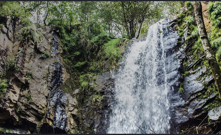 Sendero boscoso de la ruta Cascada Los Cazos VIP
