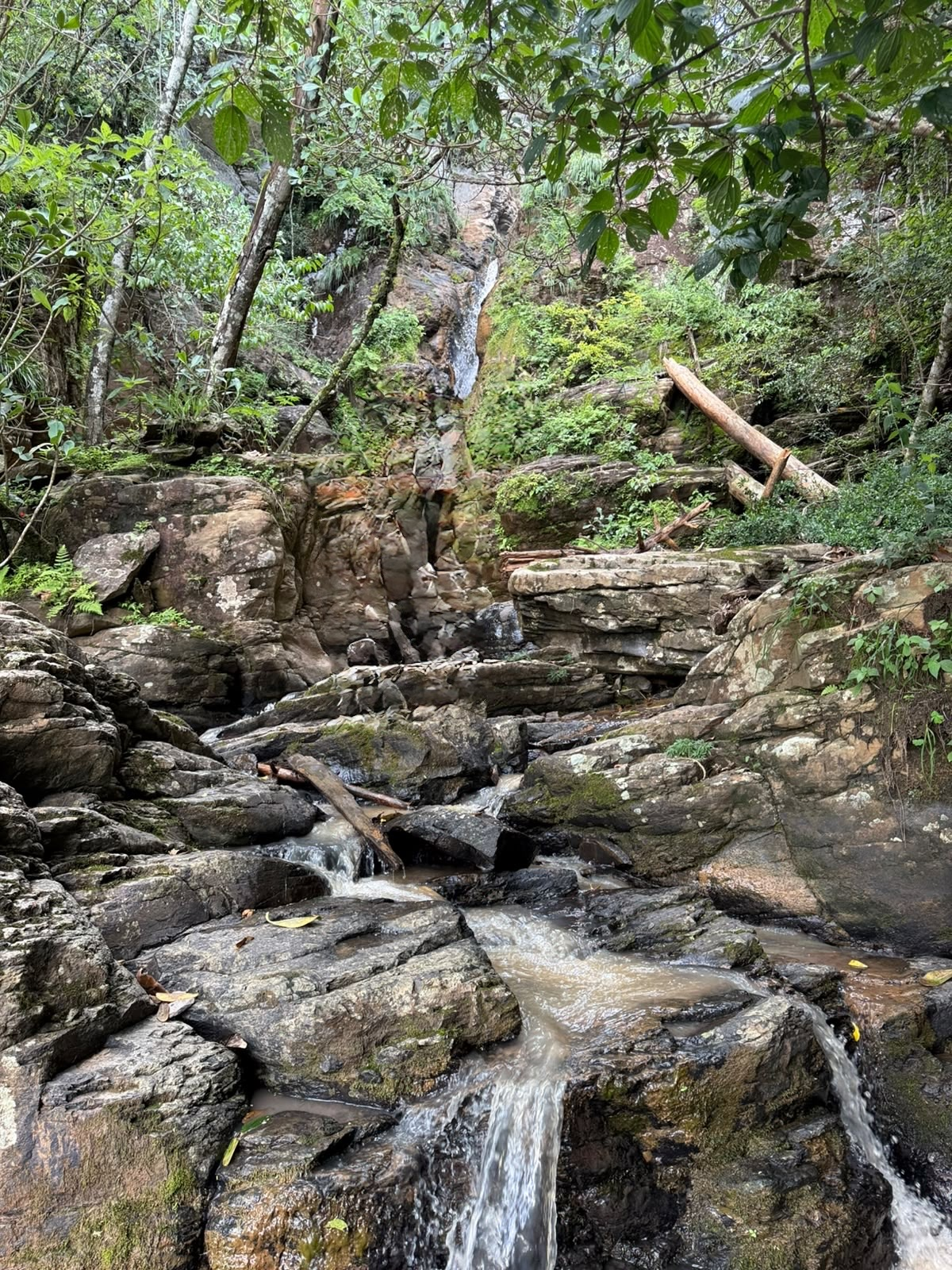 Bosque profundo camino a Las Tres Cascadas